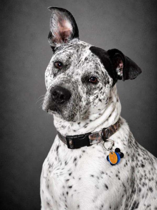 Rip Randall Mascot (Beth’s dog)